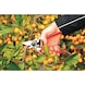  - FELCO 6 pruning shears/secateurs - 3